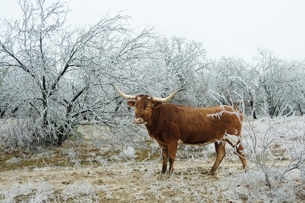 Winters in Texas Image of a Frozen Cow