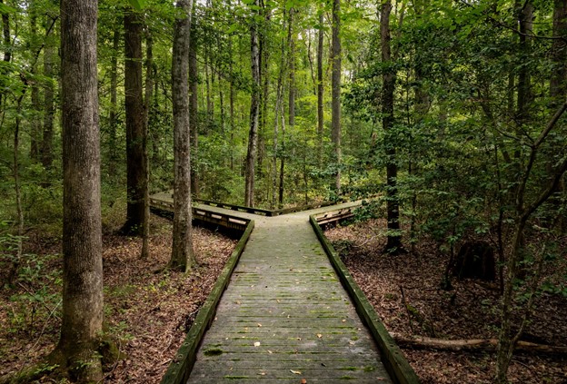 wooden boardwalk in dense forest wooden boardwalk in dense forest