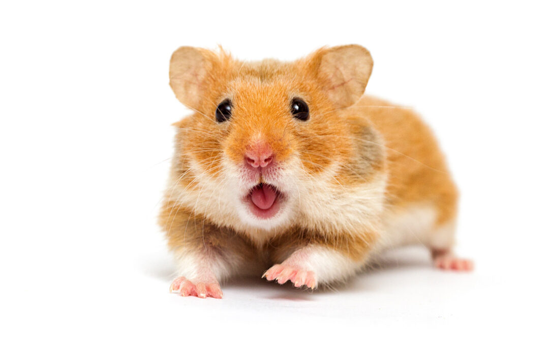 ElectricityMatch.Com — How to Use the Price Comparison Site