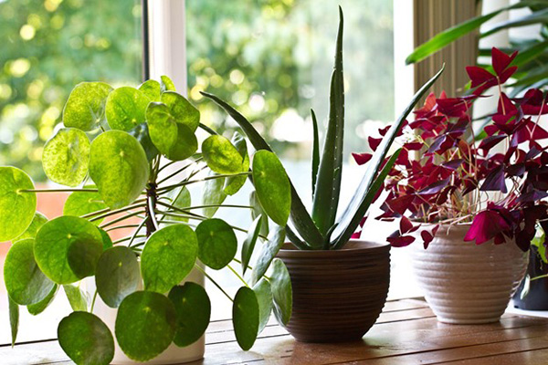 Plants Benefit Quality Air at Home Plants Benefit Quality Air at Home