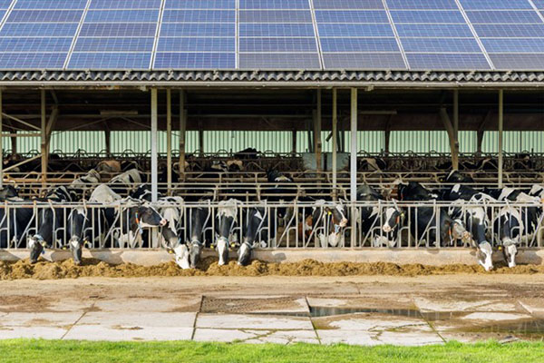 Agricultural Net Metering Horses and Cows Feed Agriculture